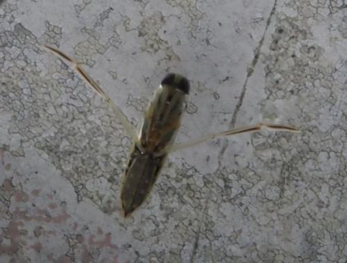 Anisops sardeus